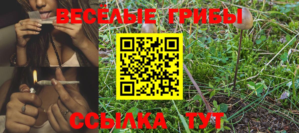 Шебекино  Галлюциногенные грибы GOLDEN TEACHER  цена наркотик  Вход с VPN 